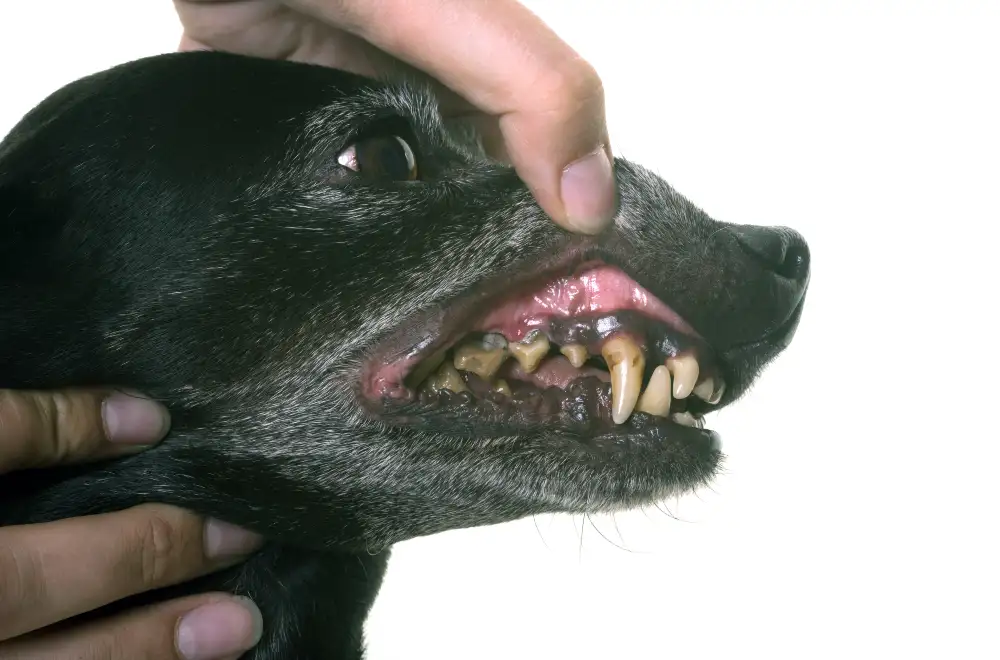 Zubný kameň u psa
