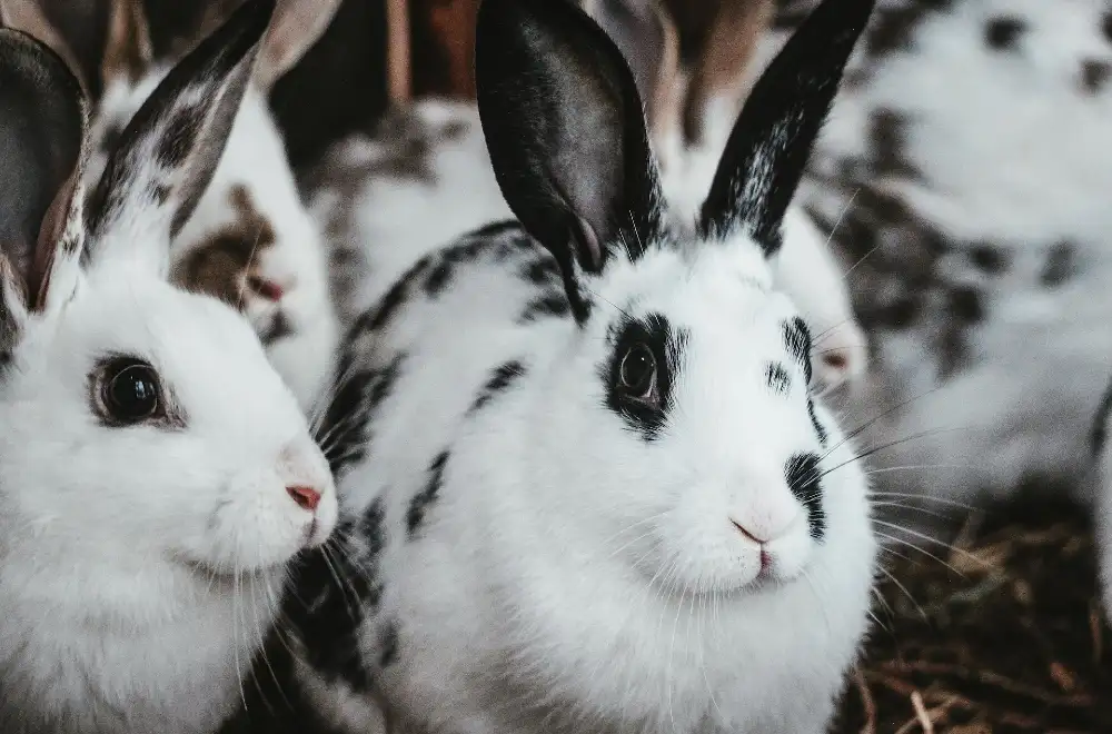 Infekcie močového mechúra u králikov