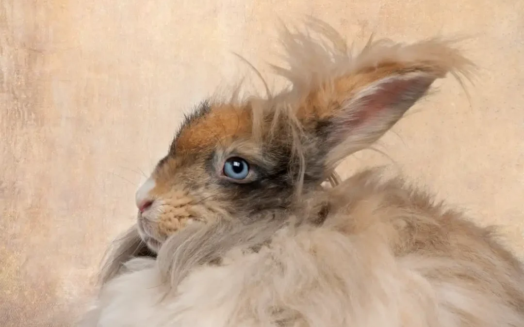 Náklon hlavy u králikov (E.cuniculi)