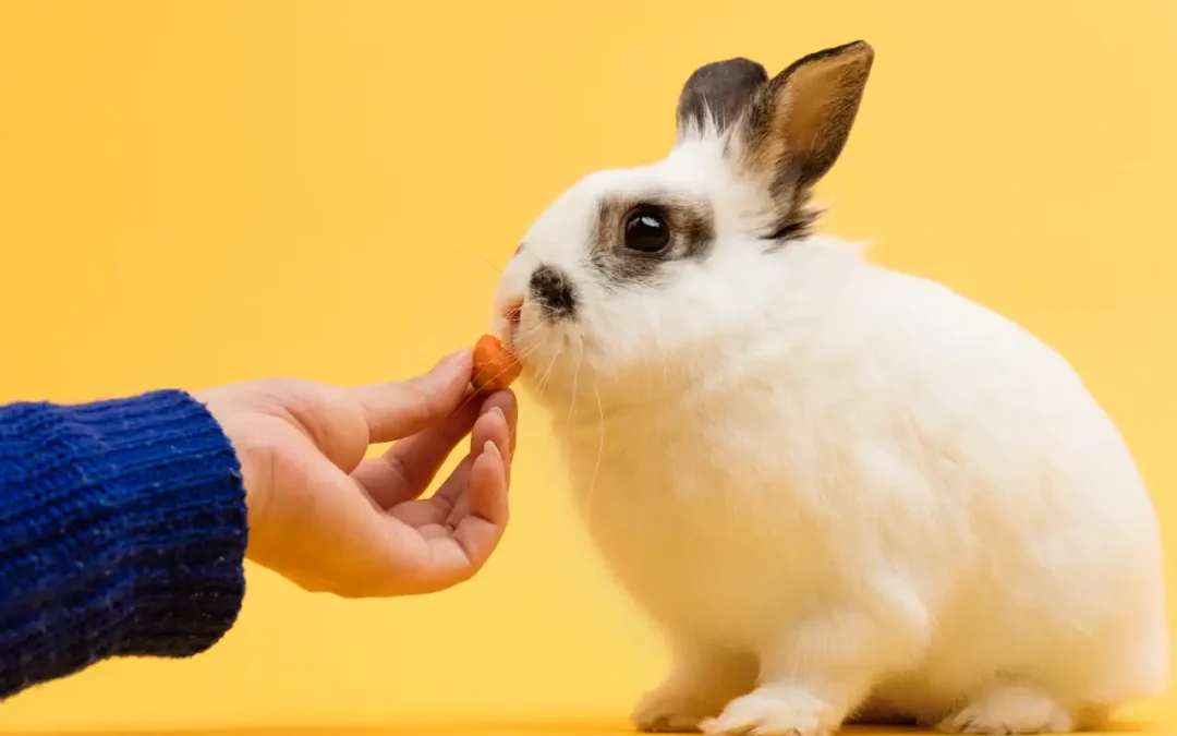 Ako správne kŕmiť králika?