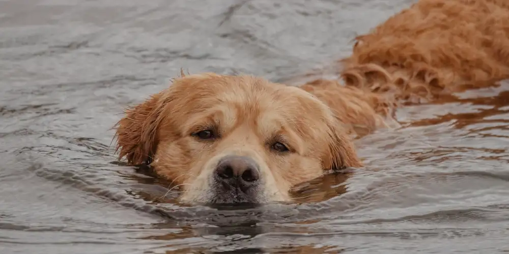 Plávajúci pes