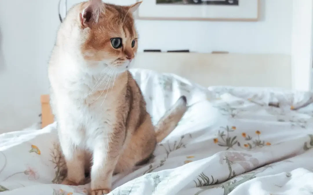 Prečo mačka ciká na posteľ: stres a zdravotné problémy