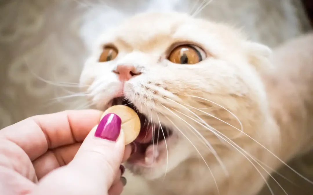 Ako podať mačke lieky