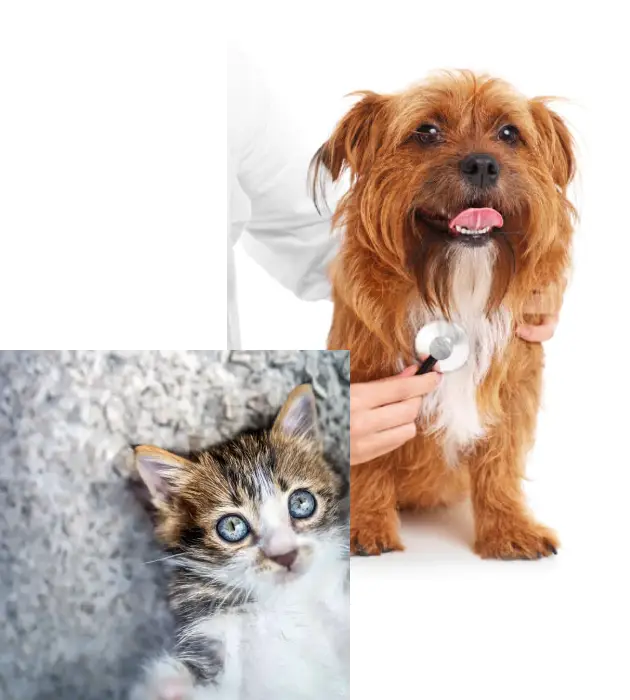 Kríženec psa a mačka - ilustračný obrázok