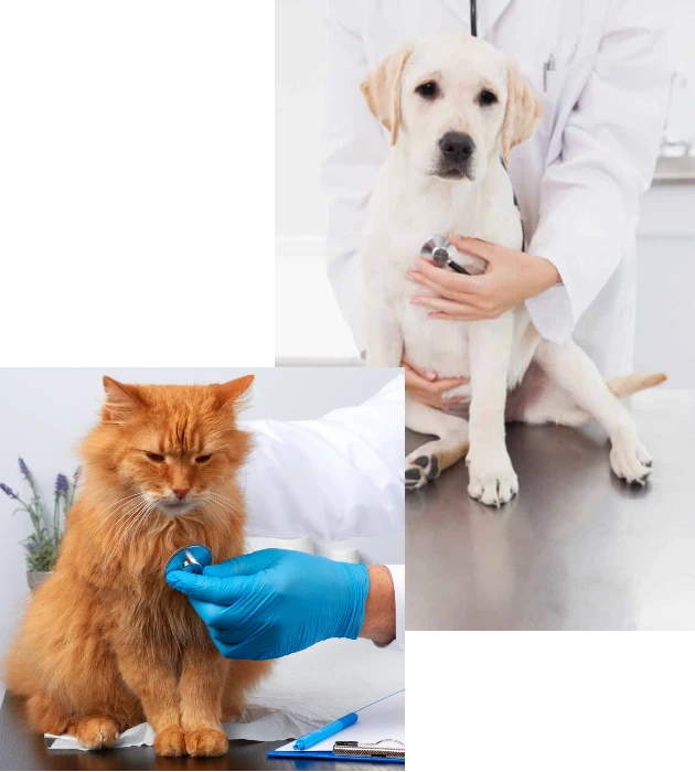 Kardiológia - pes a mačka