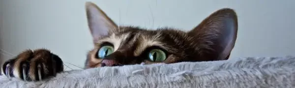hlava mačky pozerajúcej cez pohovku